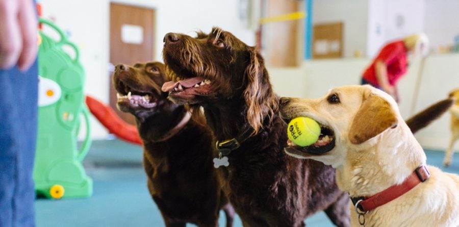 New Canine Creche Opening in Ipswich