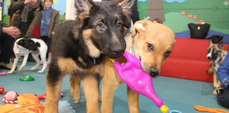 Canine Creche group has standards to make your tail wag!