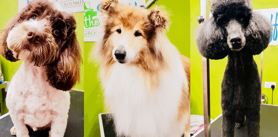 Fluff The Ruff Spa share top dog grooming tips