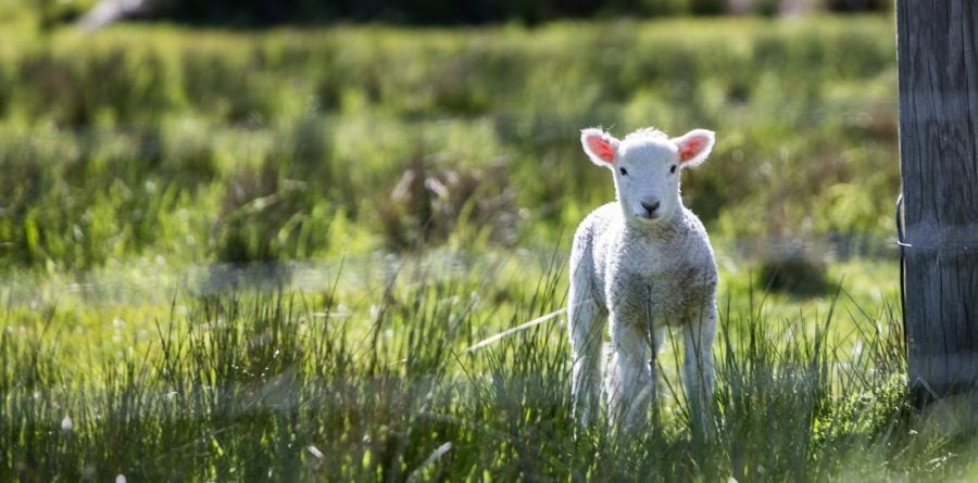 CLA issues advice to dog owners during lambing season