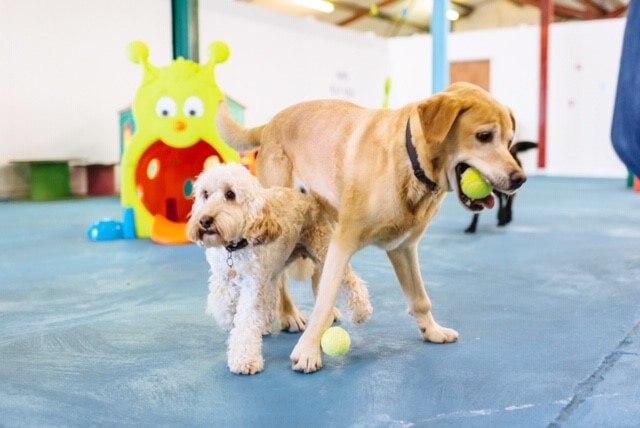 Canine Creche Group Develops and Launches New Social Club