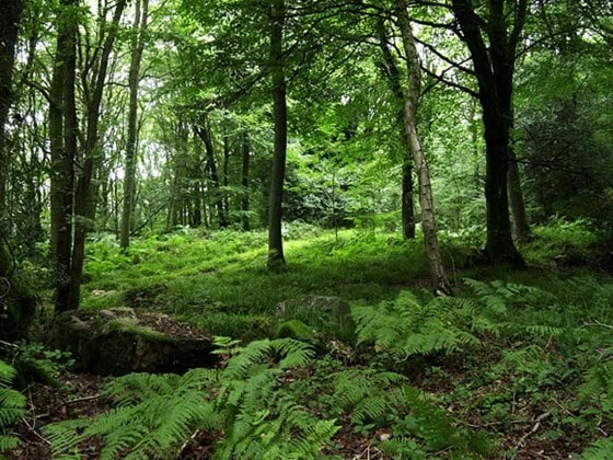 Suffolk Digital continue to support woodland initiative