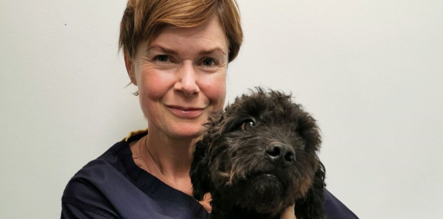 TOP DOG’S FROM SOCIAL MEDIA TO GET SPECIALIST  SUPPORT IN SUFFOLK
