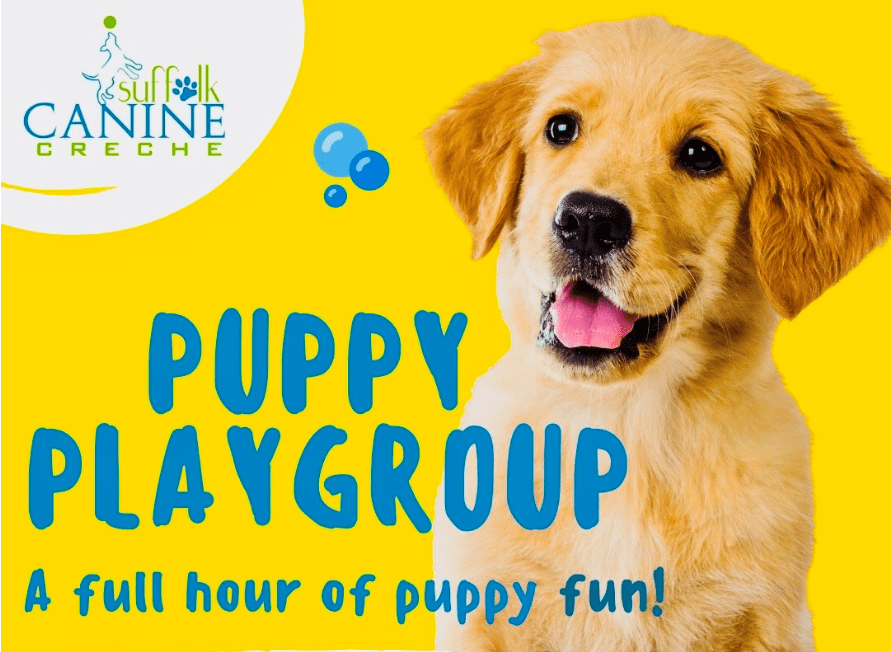 Puppy Playgroup launches for ‘lockdown puppies’