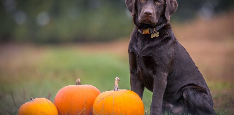 Trick-or-treat! Eastern counties set for flea and tick invasion over Halloween