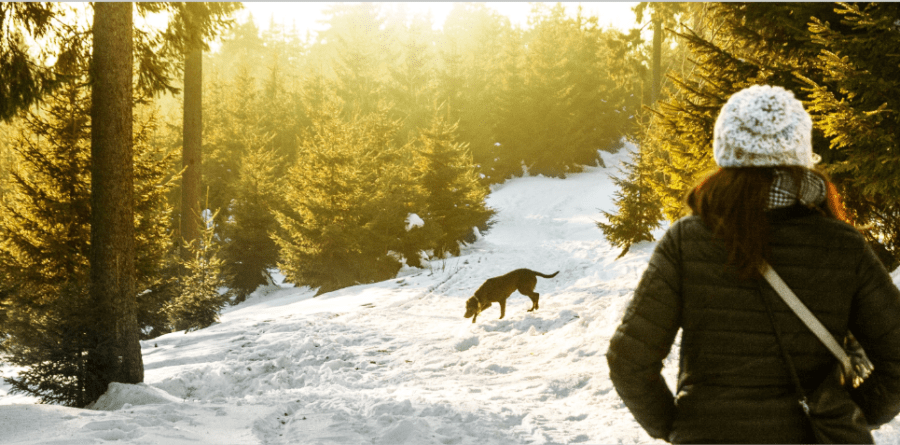 top tips on how to keep your dog healthy this winter