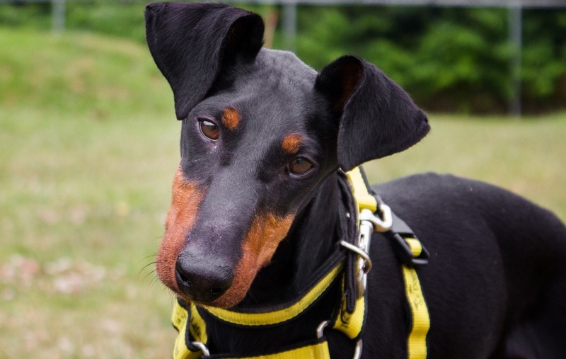 Looming housing crisis for dogs – warns Dogs Trust