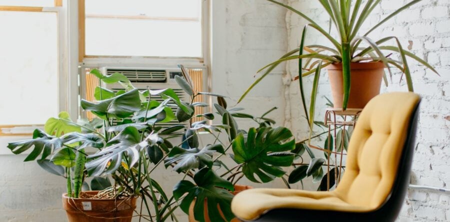 Top 6 Easy-Care Plants to Have in Your Office Space