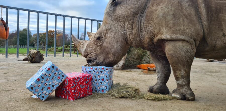 Zoo charity launches “corporate Christmas parties with a difference” to raise vital funds during energy crisis