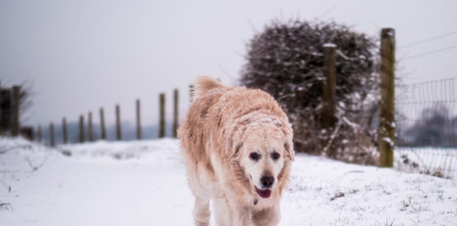 Dogs Trust’s guide to keeping dogs safe in the chilly winter weather