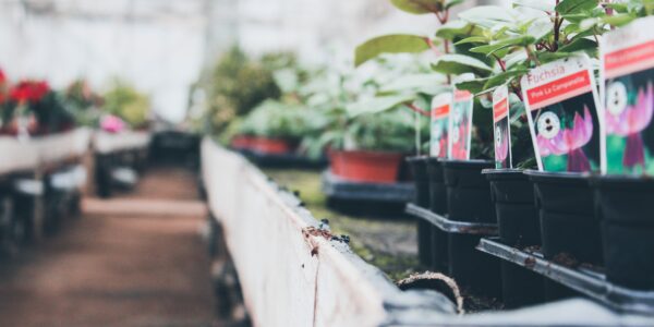 How to Keep Your Garden Centre Thriving
