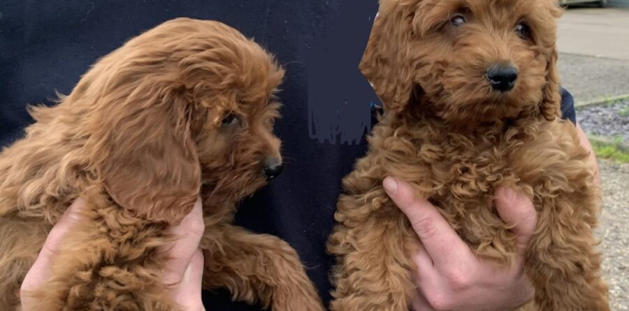 Appeal after cockapoo puppies dumped at Ipswich roadside