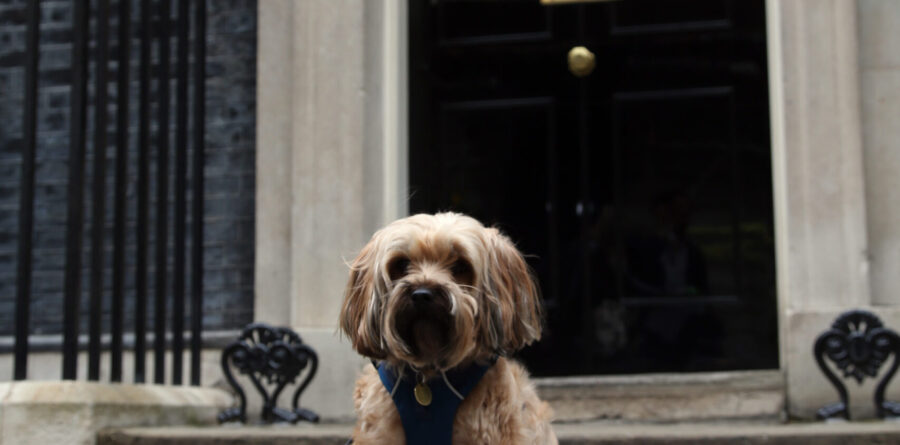 Dogs Trust urges Government not to drop the ball on Kept Animals Bill