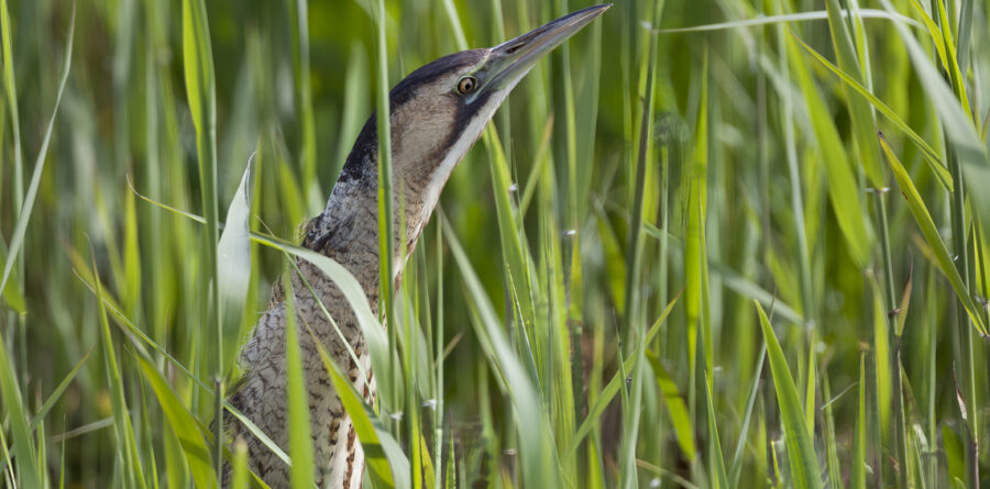 Exploring Minsmere Nature Reserve, a haven for wildlife and nature lovers