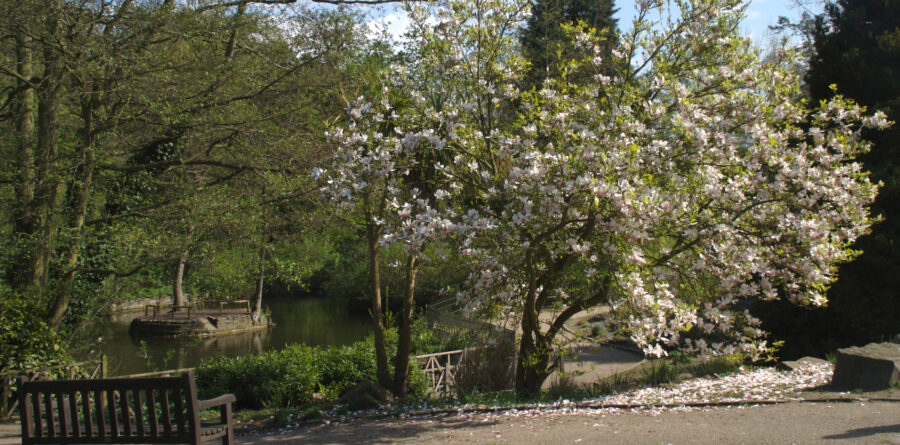 Ipswich parkrun set to return to Christchurch Park
