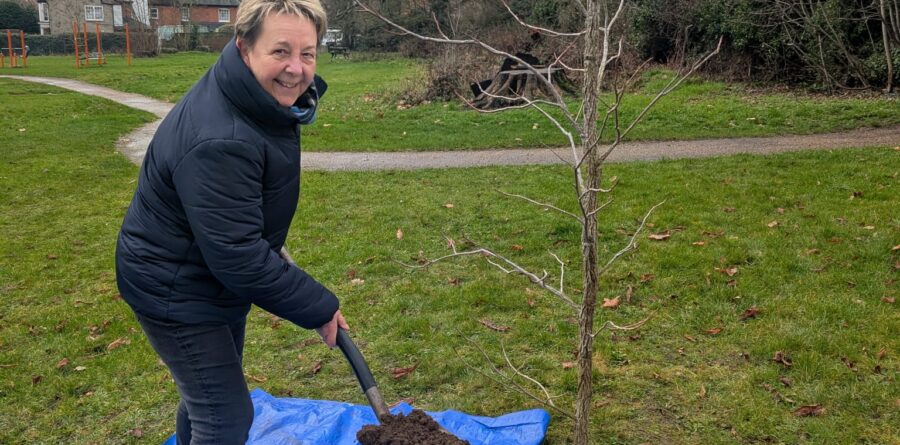 1,250 trees being planted across Ipswich as part of Ipswich Loves Trees Week